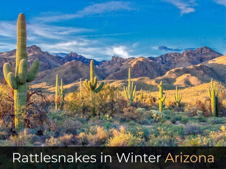 Rattlesnakes in Winter Arizona desert cactus mountain landscape