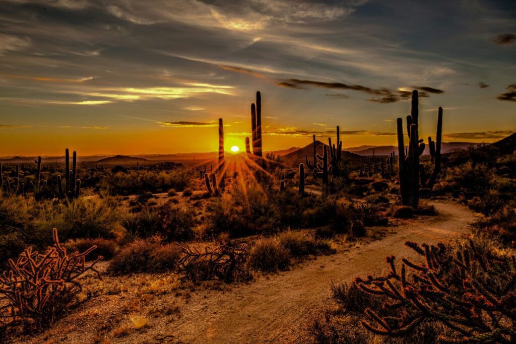 arizona in Winter with sunlight and cactus