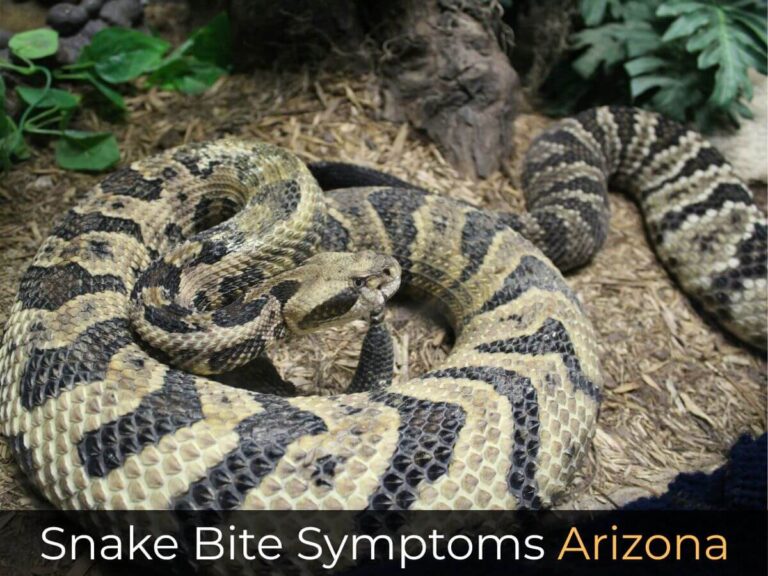 Snake Bite Symptoms Arizona
