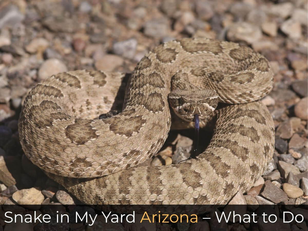 Snake in My Yard Arizona What to Do