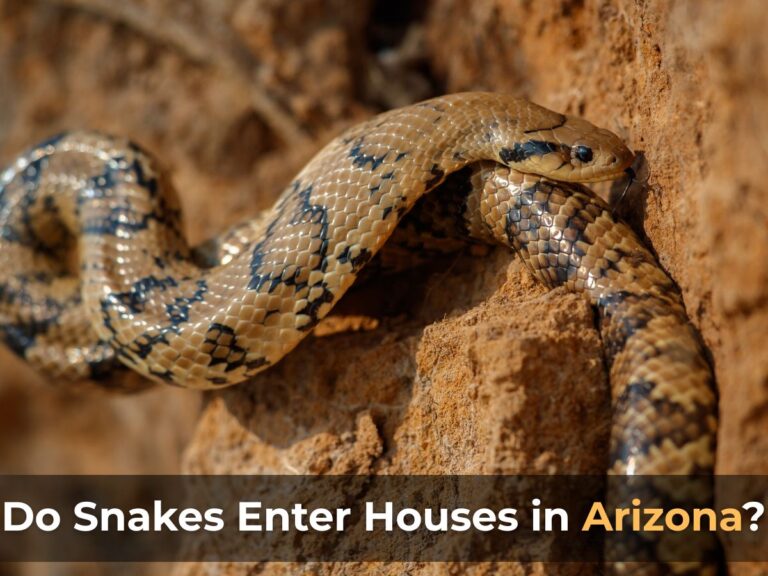 Snake try to enter in house from backyard