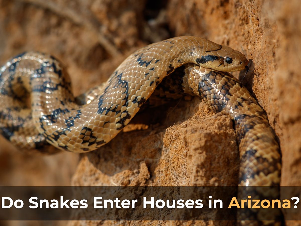 Snake try to enter in house from backyard