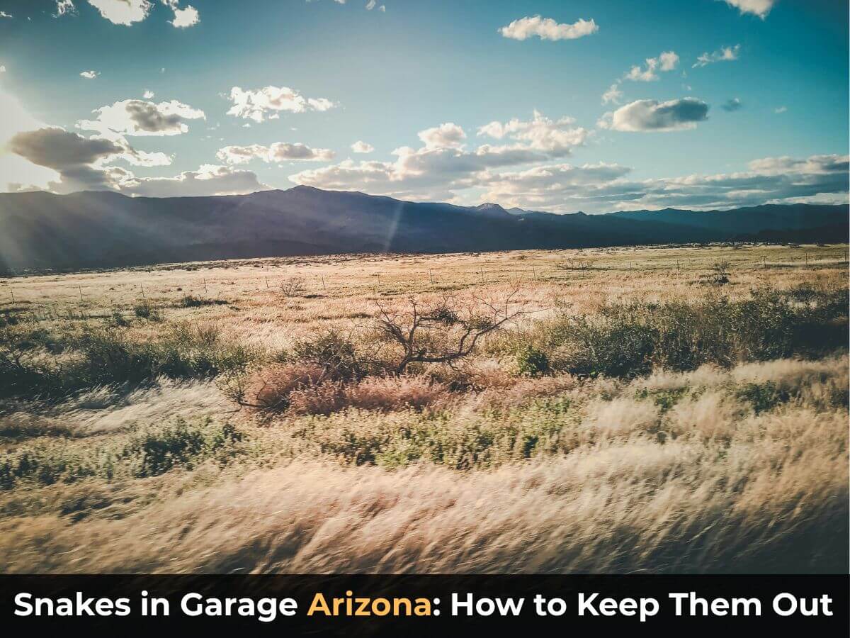 Snakes in Garage Arizona