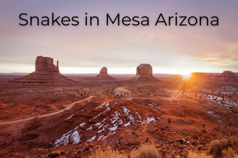 Common snakes found in Mesa Arizona desert environment