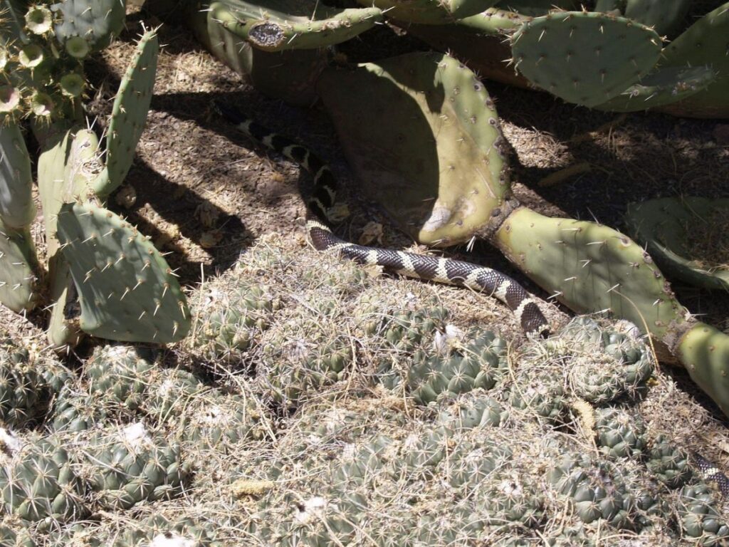 Do Snakes Enter Houses in Arizona hide at cactus