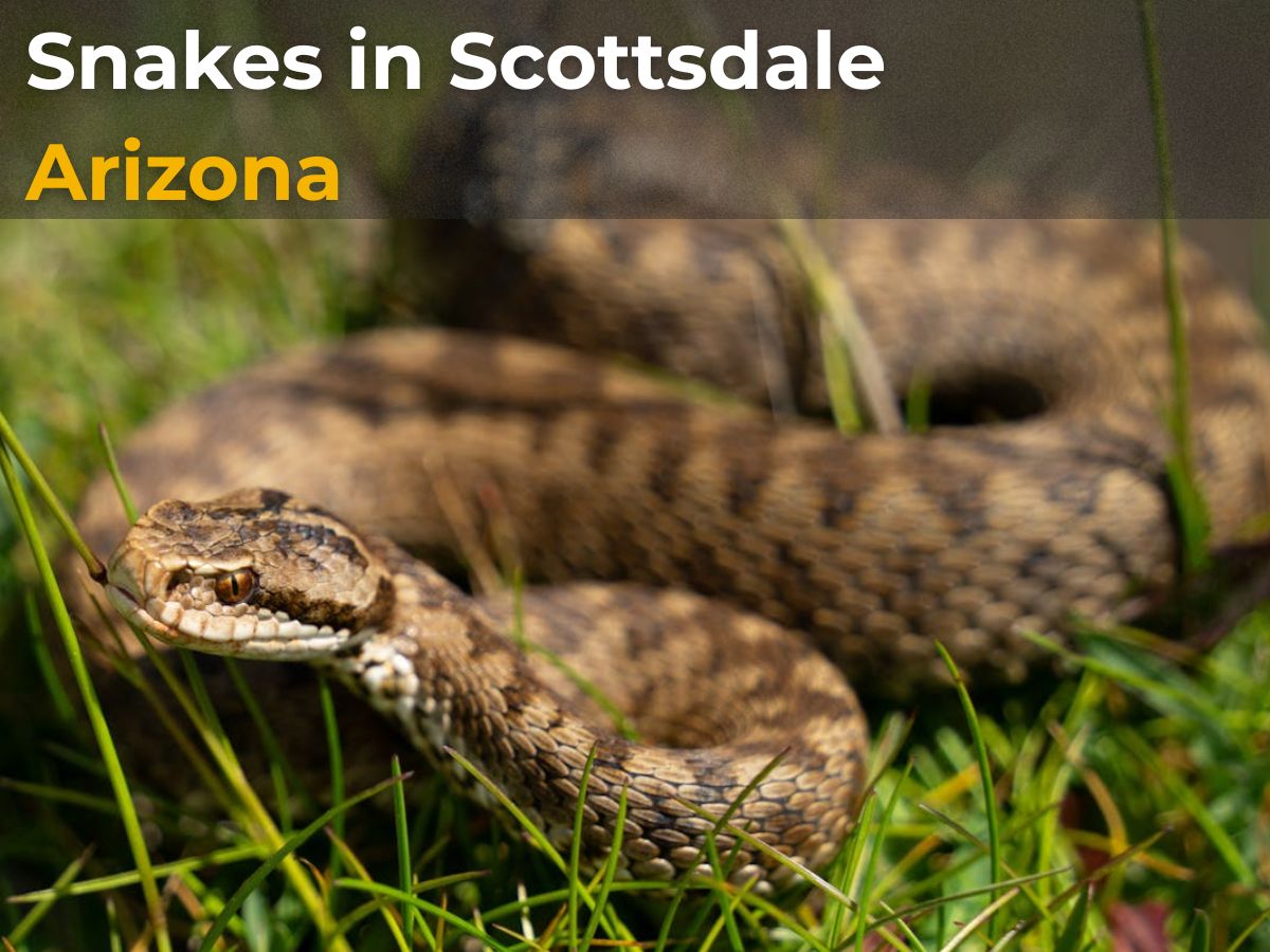 Snakes in Scottsdale Arizona desert closeup