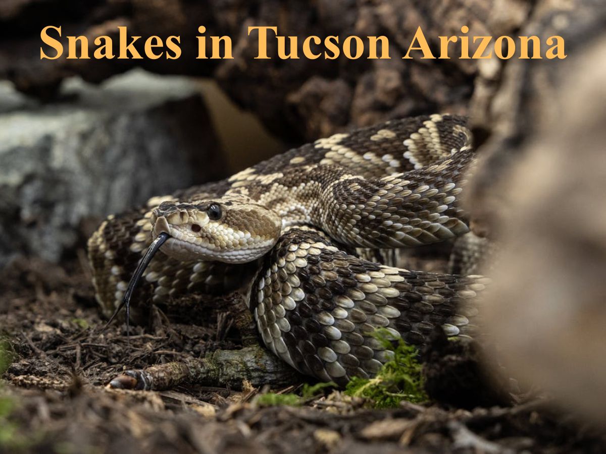 Snakes in Tucson Arizona rattle snake closeup natural habitat