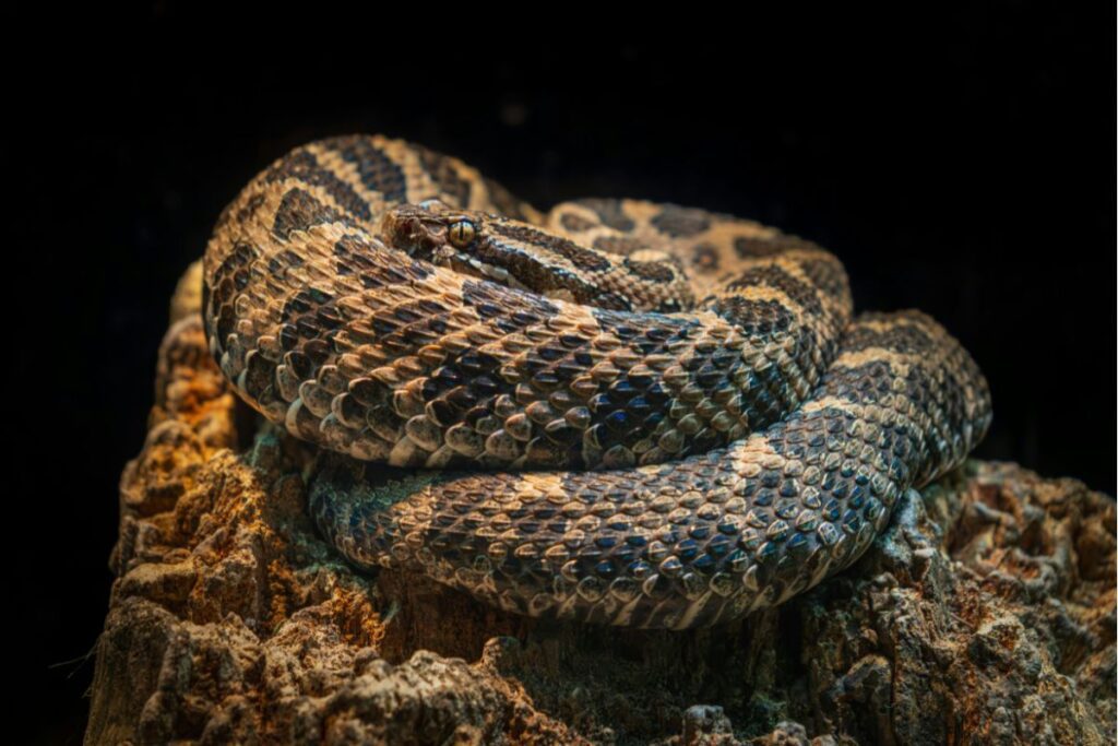 Western Diamondback Rattlesnake found in snakes in mesa in arizona