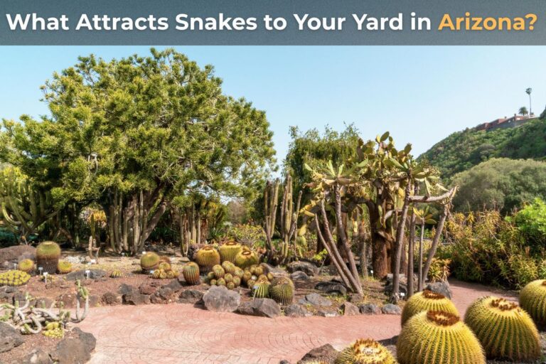 What Attracts Snakes to Your Yard in Arizona