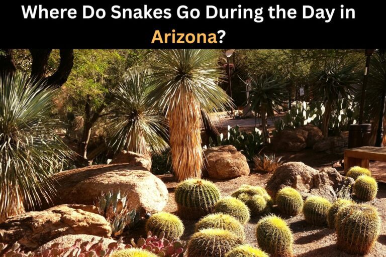 Where Do Snakes Go During the Day in Arizona?