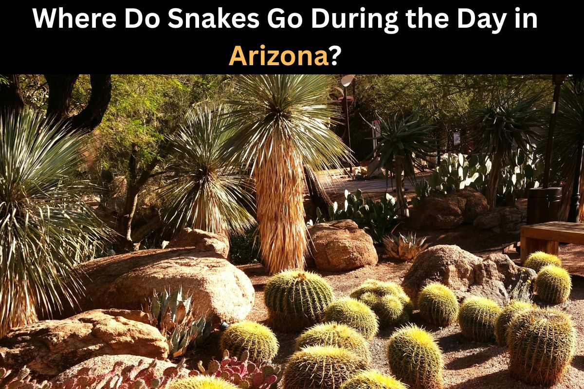 Where Do Snakes Go During the Day in Arizona?