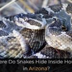 Where Do Snakes Hide Inside Houses in Arizona?