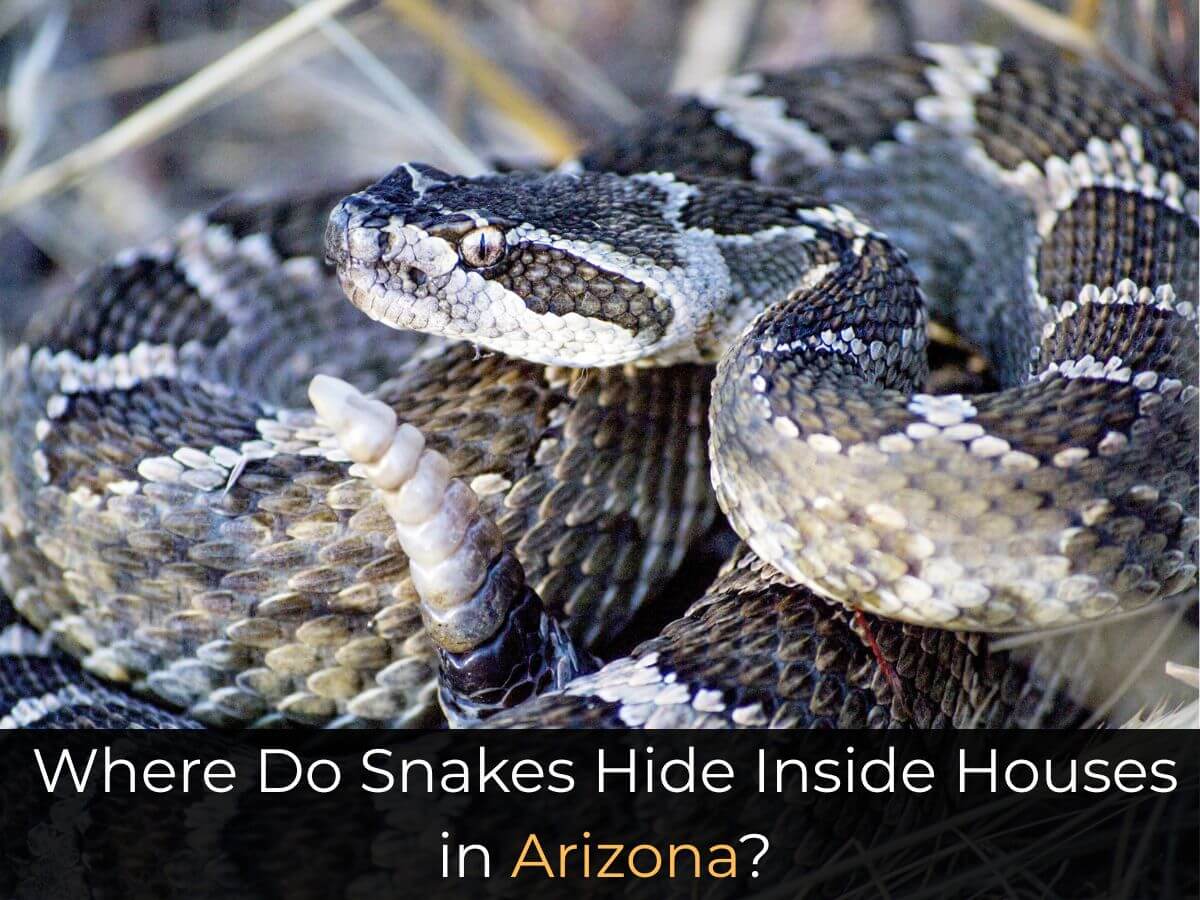 Where Do Snakes Hide Inside Houses in Arizona?