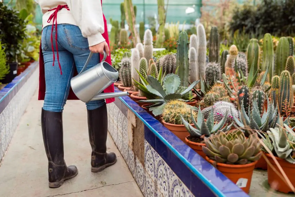 arizona backyard a women with safety boots walking