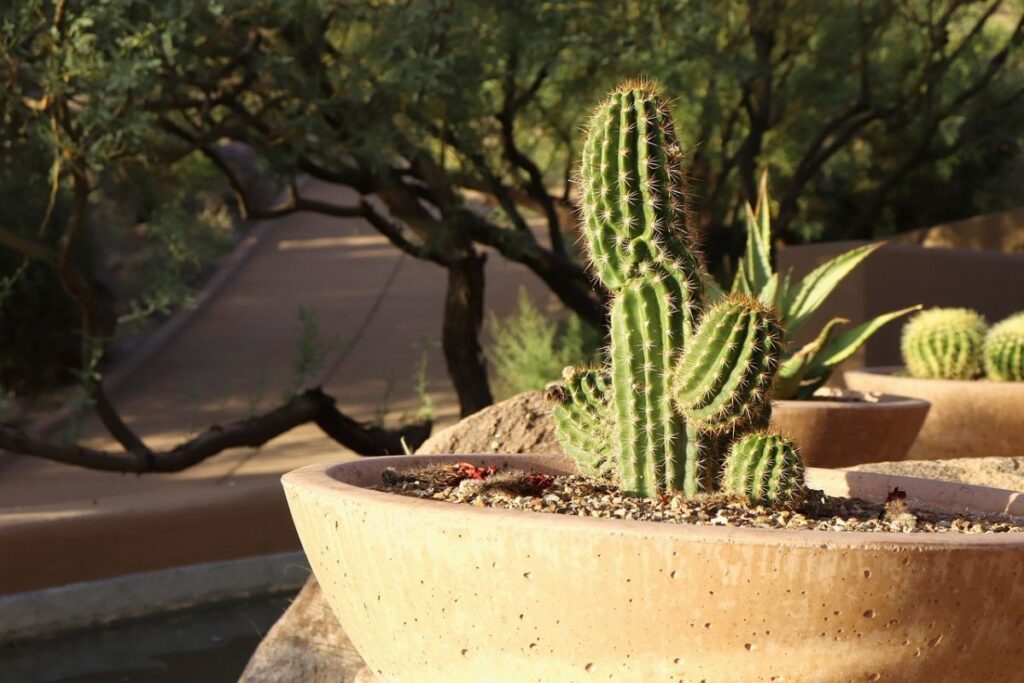 arizona backyard cacus plants