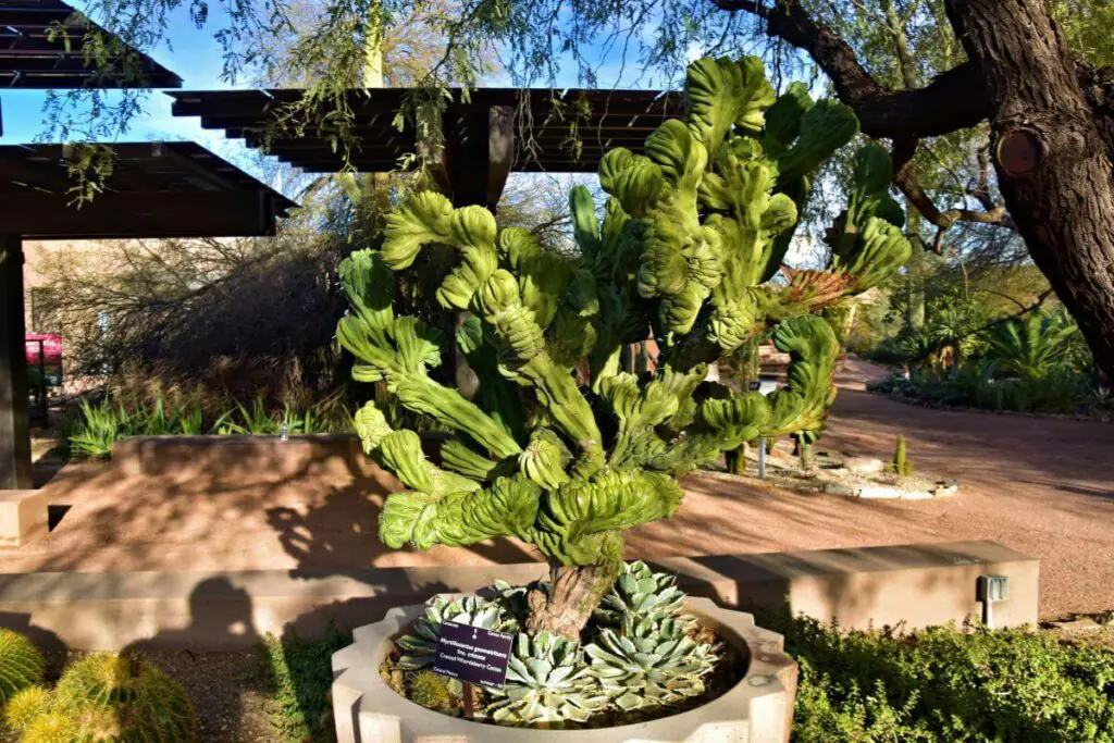 arizona backyard cactus 