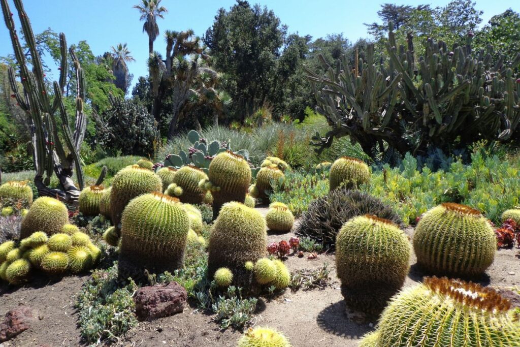 arizona backyard clean