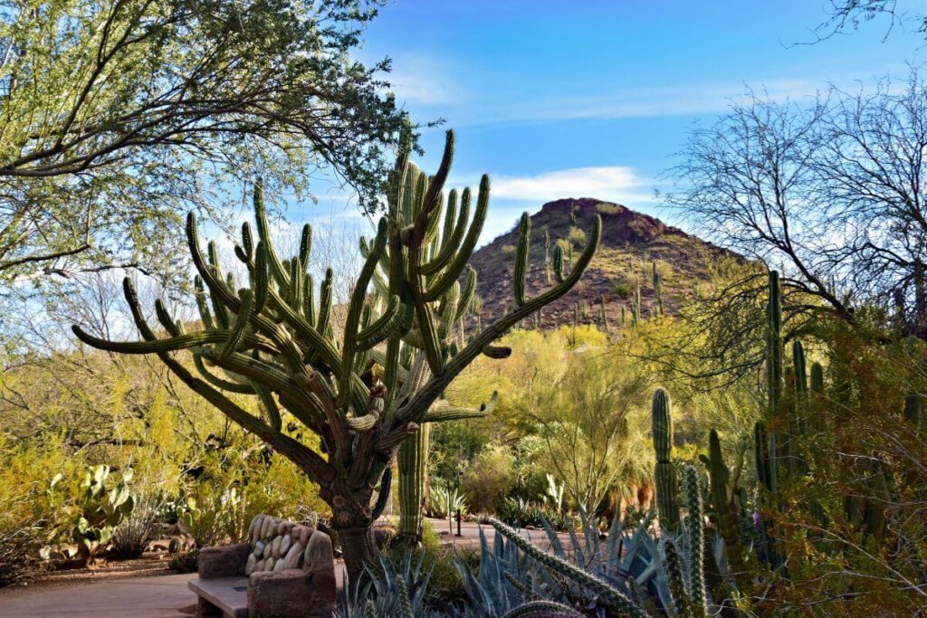 arizona cactus and mountain