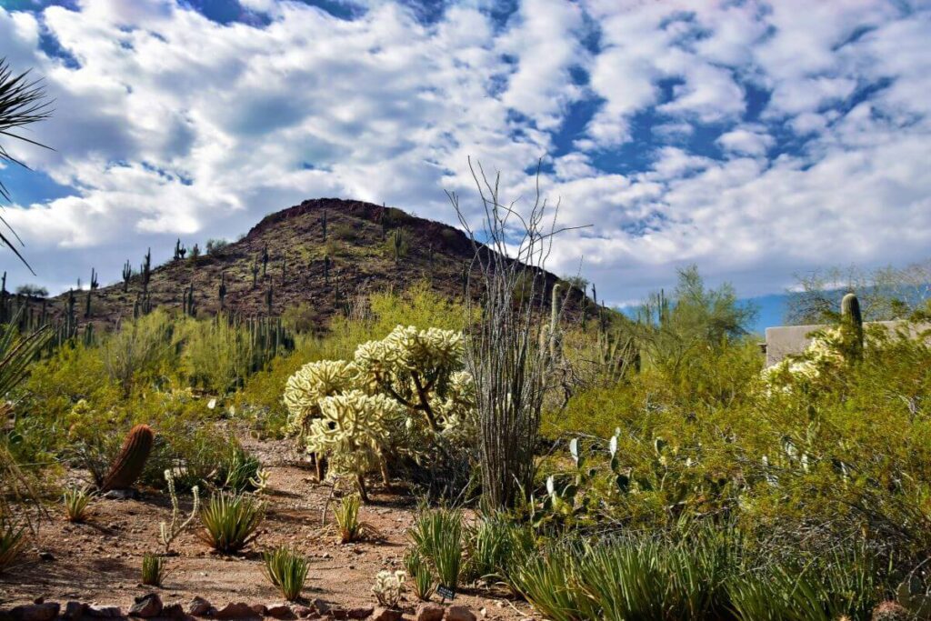 arizona cactus and mountain 2