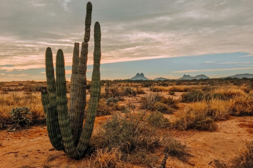 arizona cactus desert habitat