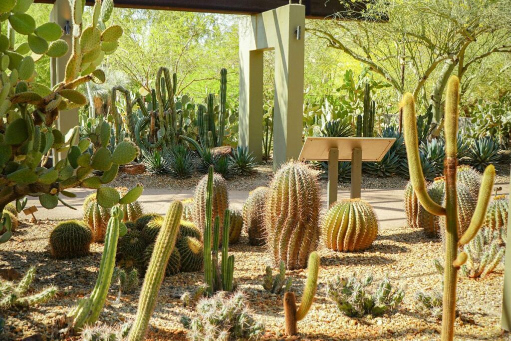 cactus and long grass may snakes hide in it arizona