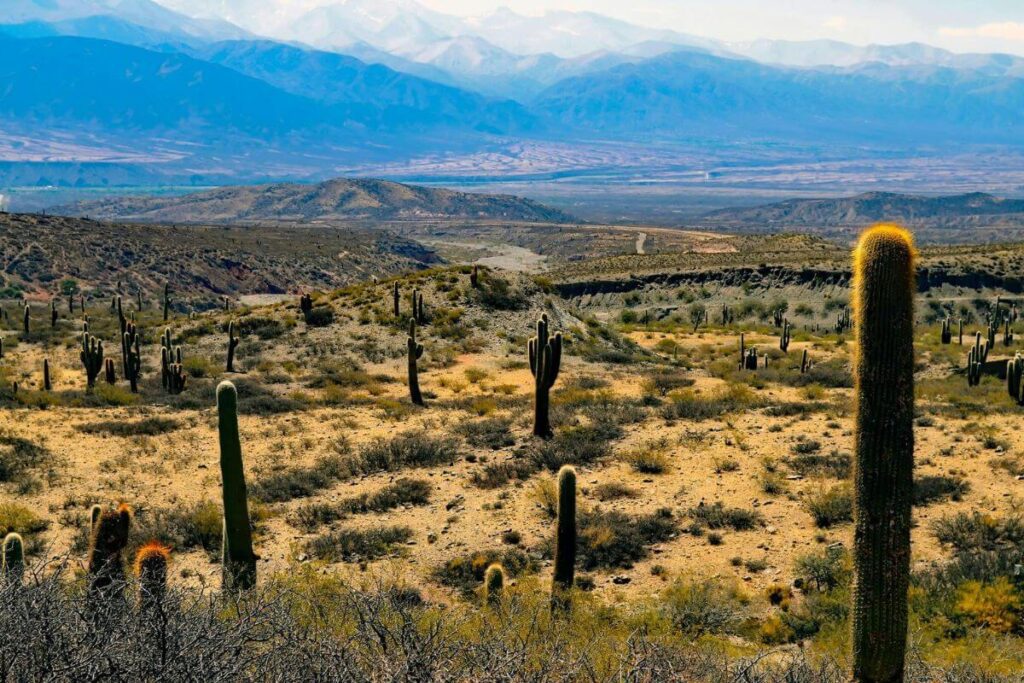 arizona desert with cactus