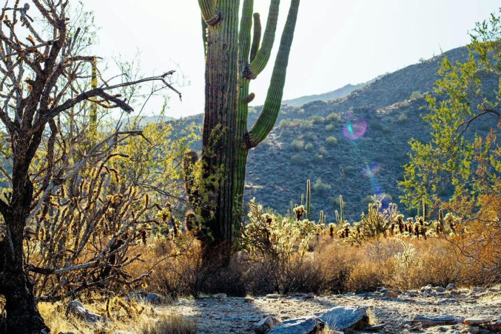 arizona desert with cactus sunlight