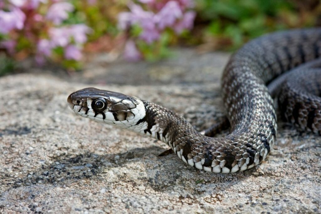 snake with closeup in arizona at desert habitat