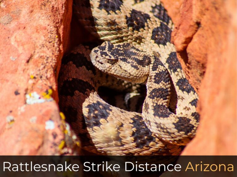 Rattlesnake Strike Distance Arizona