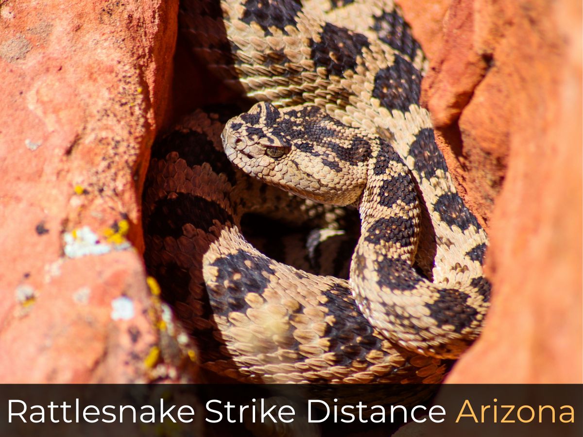 Rattlesnake Strike Distance Arizona