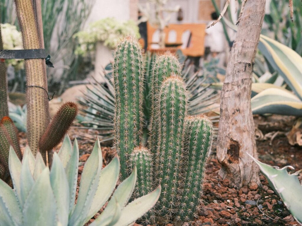cactus and long grass hide in snakes 