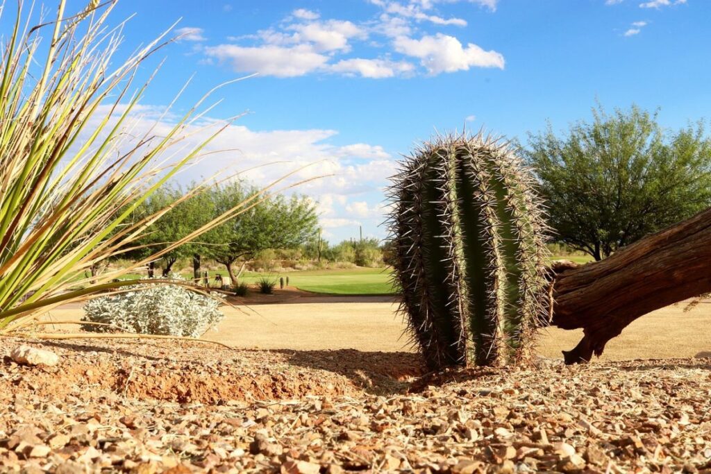 cactus habitat in arizona