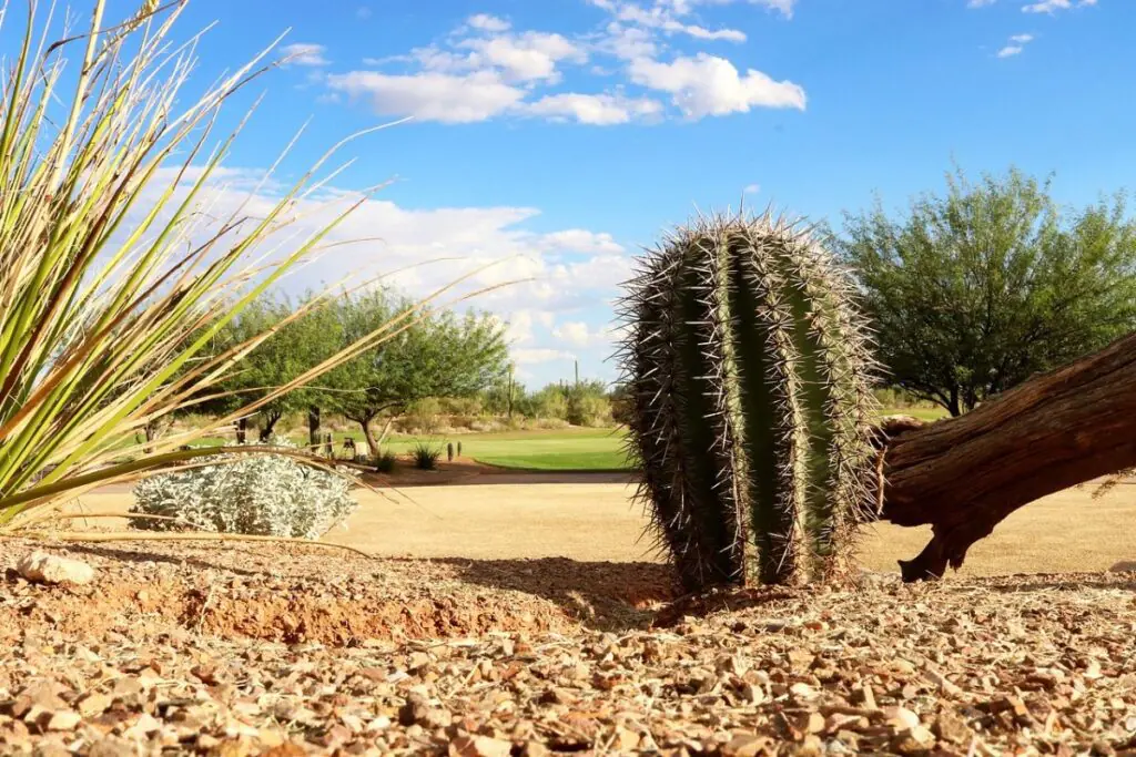 cactus habitat in arizona