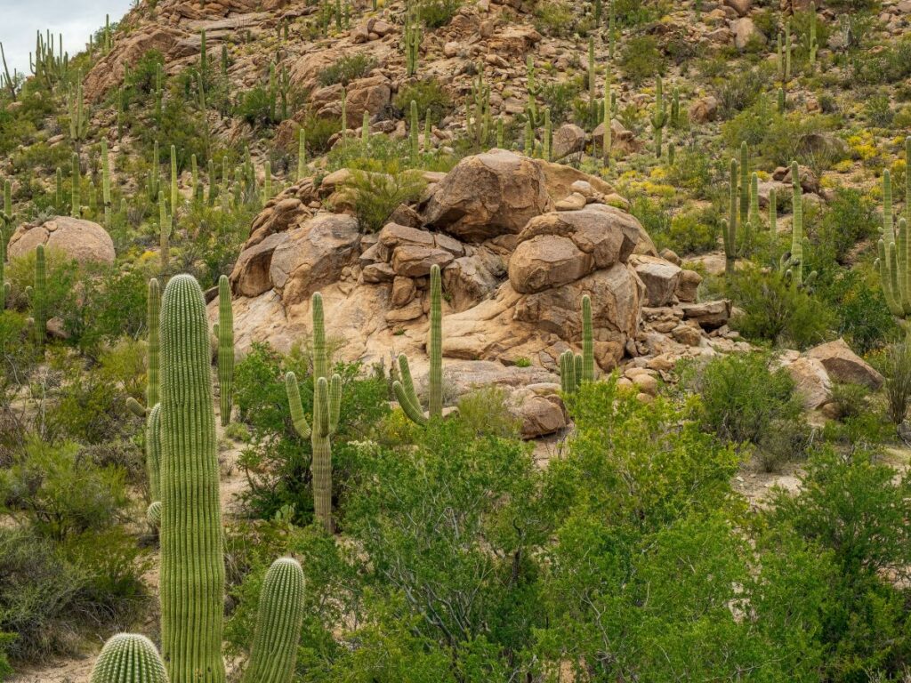 cactus may snake hide in arizona