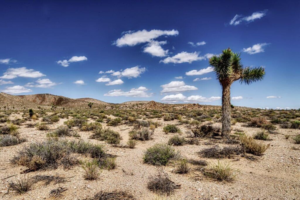 desert habitat at Chandler Arizona