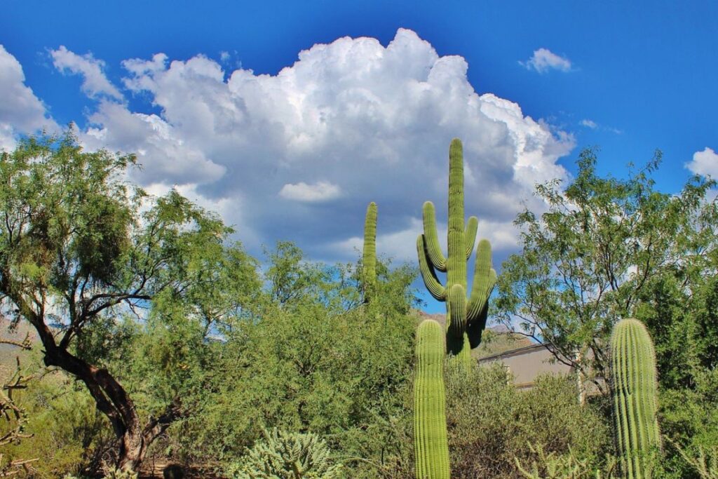 green zone arizona with cactus