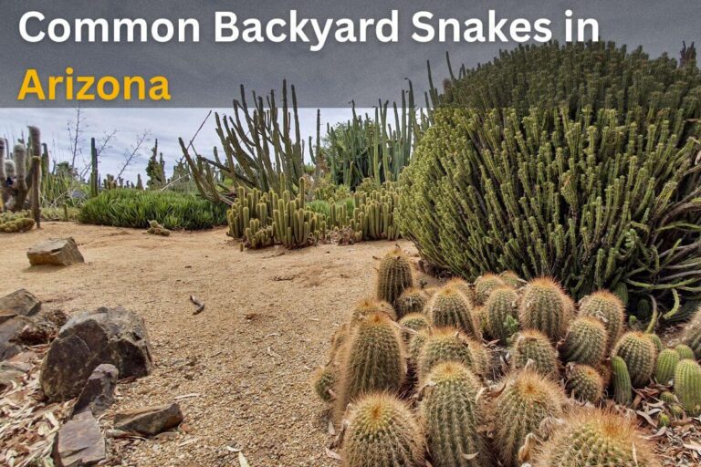 Arizona backyard landscaping with gravel and cactus where snakes may hide
