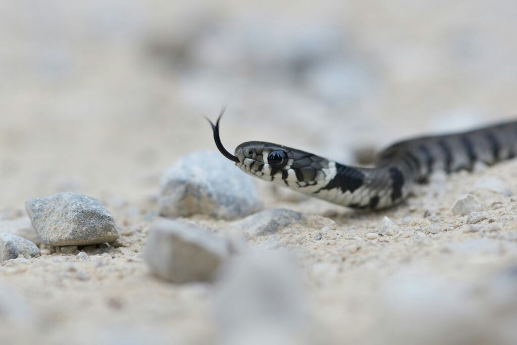 juvenile rattlesnakes