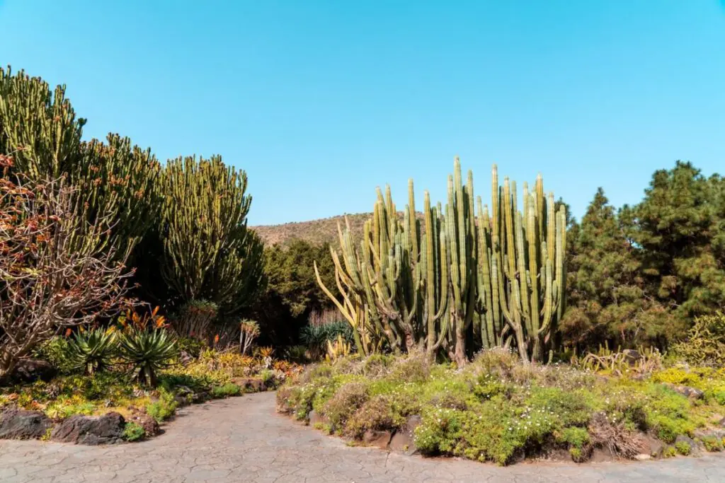 What Attracts Snakes to Your Yard in Arizona