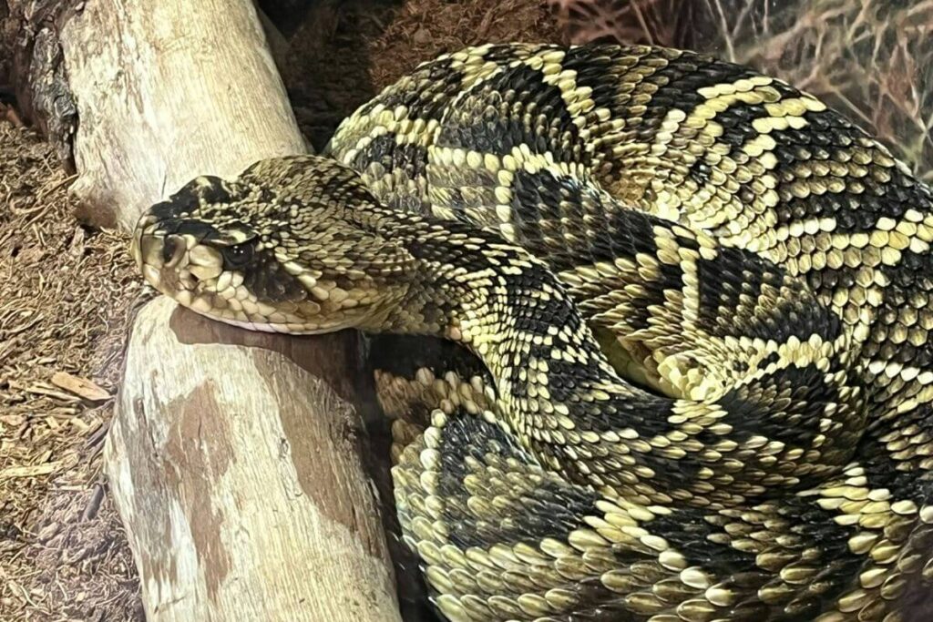 rattlesnake closeup at arizona in desert habitat