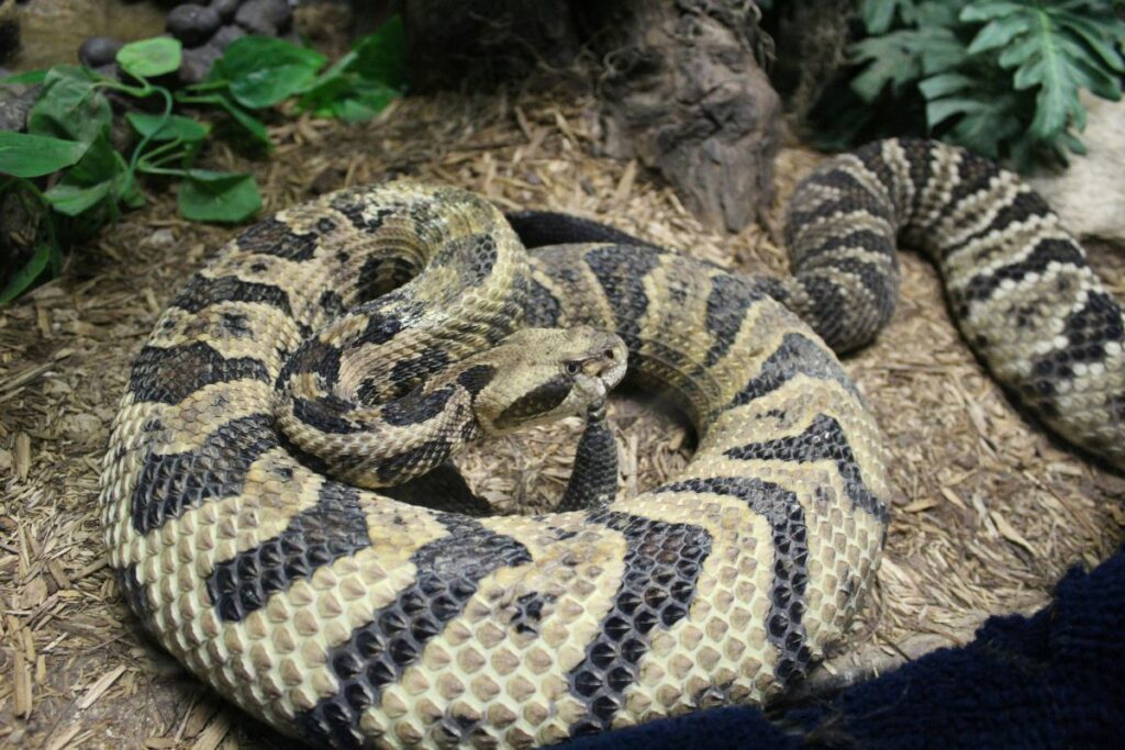 rattlesnake closeup at arizona in desert habitat