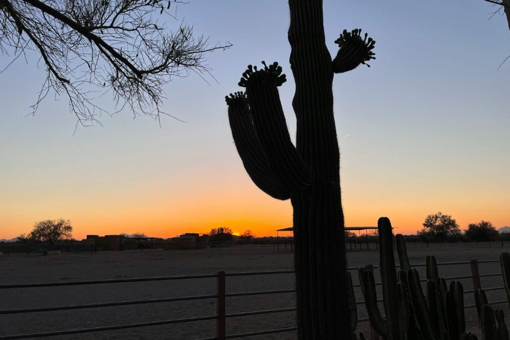 rattlesnake come out at night cactus desert habitat