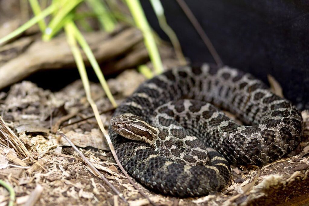 rattlesnake hide arizona backyard