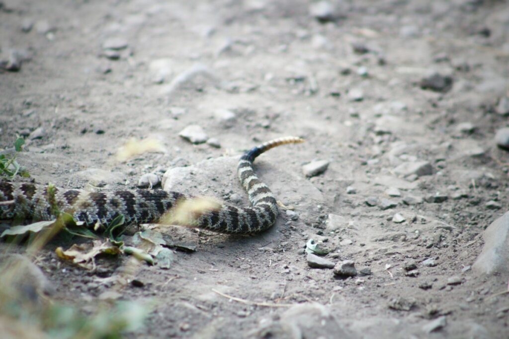  rattlesnake on backyard keep distance