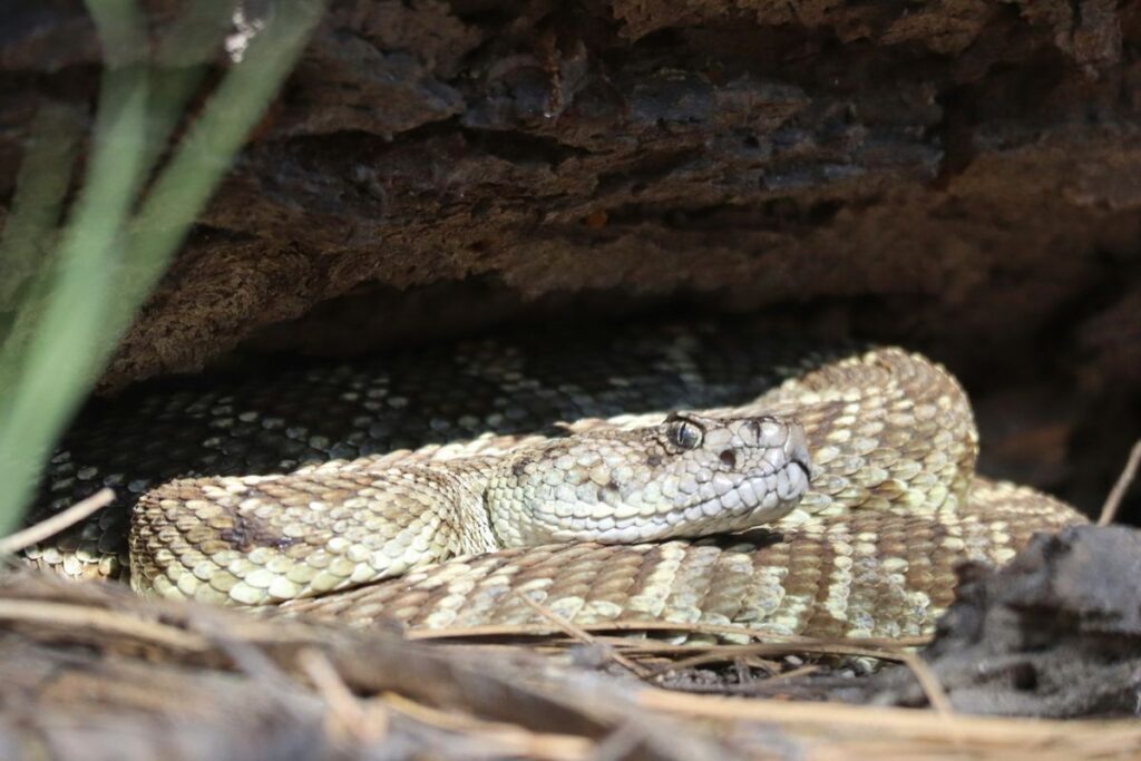 rattlesnake try to enter house