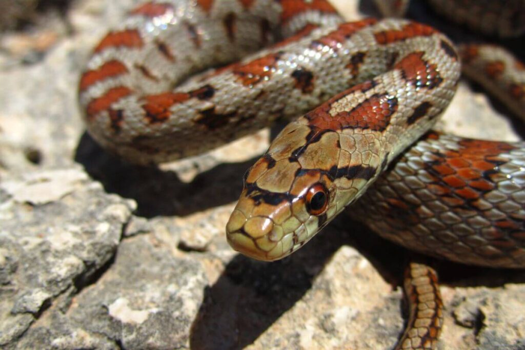 rattlesnakes closeup at desert habitat in arizona