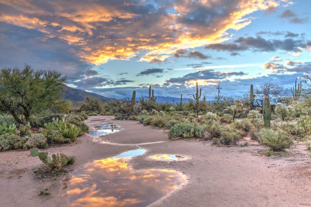 rattlesnakes hiding under cactus and desert