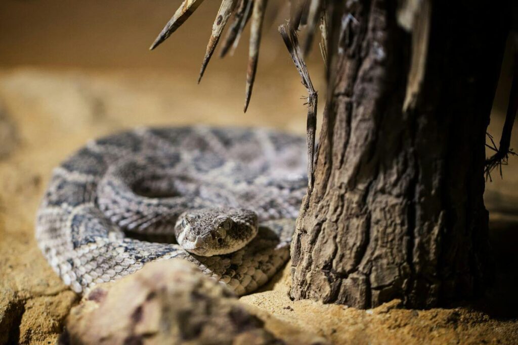 rattlesnakes hiding under rocks arizona