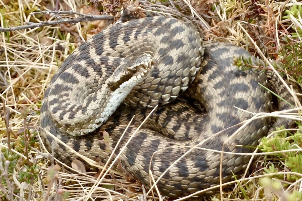 rattlesnakes in arizona