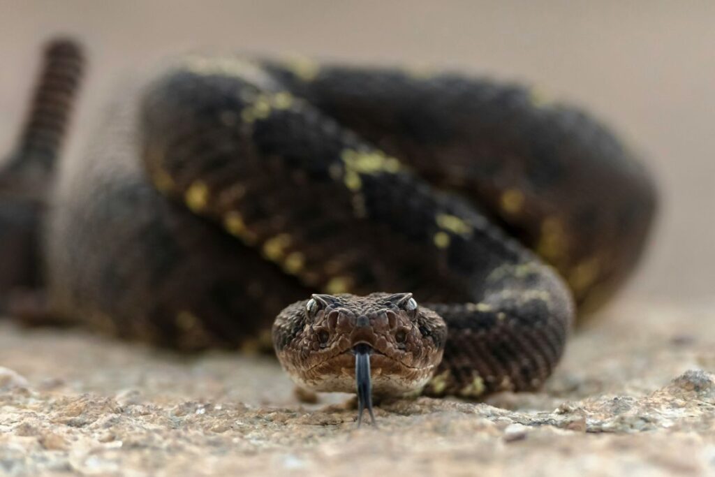 snake in arizona desert habitat